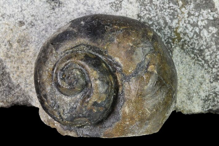 Ordovician Gastropod Fossil - Morocco #164073
